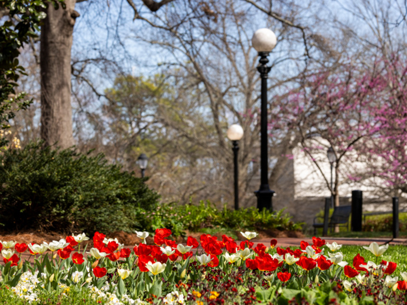 A vibrant flower bed filled with red and white blooms sits in the foreground of a campus pathway. Behind it, classic black lampposts with round white globes line the walkway. Trees with early spring foliage and pink blossoms frame the background under a bright sky, creating a colorful and welcoming outdoor scene.